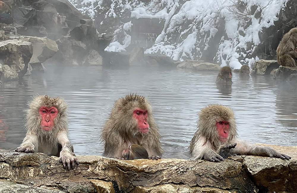 Snow Monkey Tour